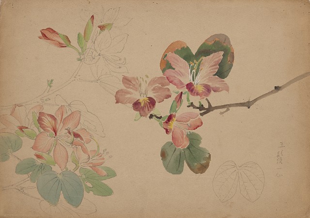 藏品:花的(1)張圖片