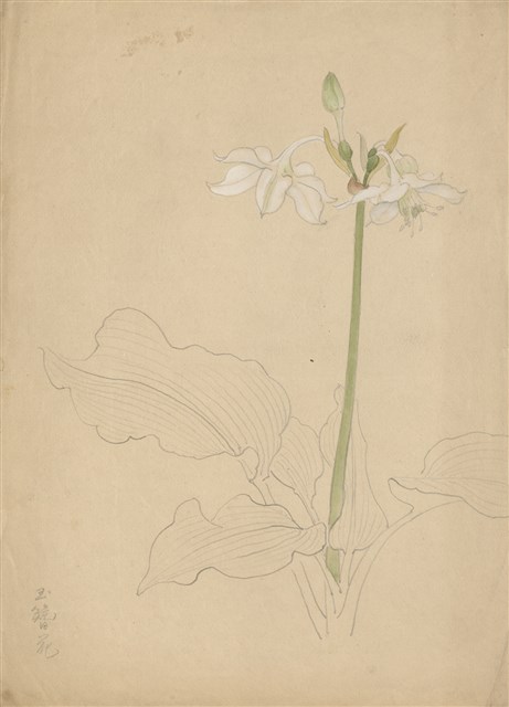 藏品:(1)玉簪花；(2)絲瓜的(1)張圖片