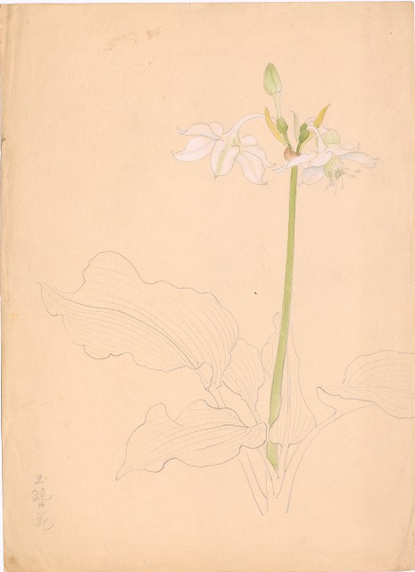 藏品:(1)玉簪花；(2)絲瓜的(2)張圖片