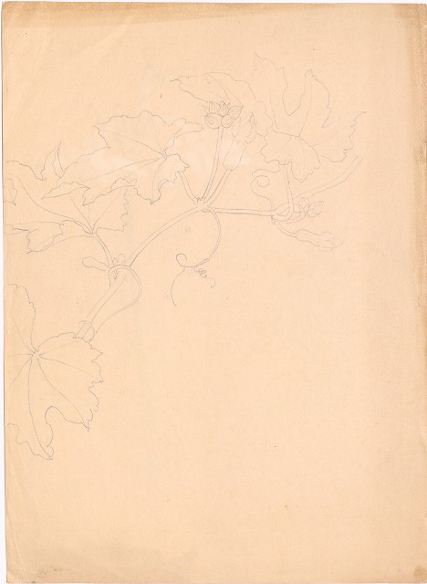 藏品:(1)玉簪花；(2)絲瓜的(3)張圖片