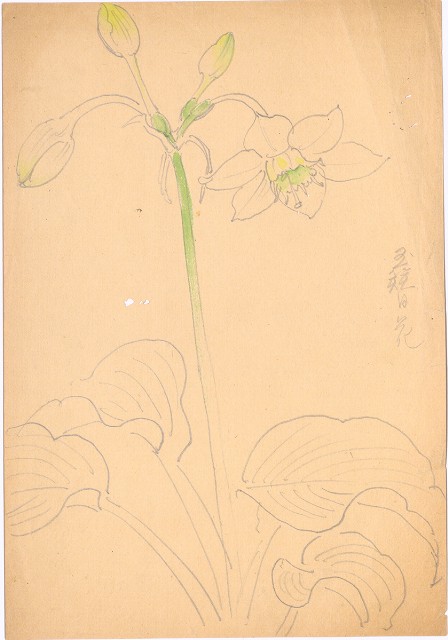 藏品:玉簪花的(1)張圖片