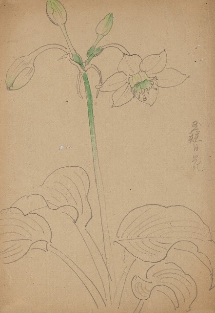 藏品:玉簪花的(1)張圖片