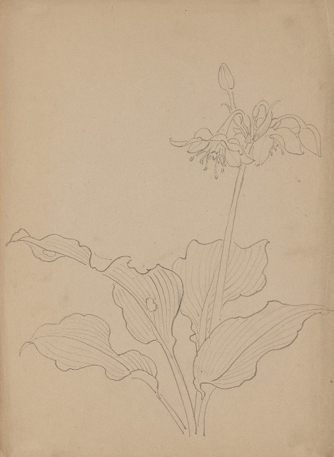 藏品:玉簪花的(1)張圖片