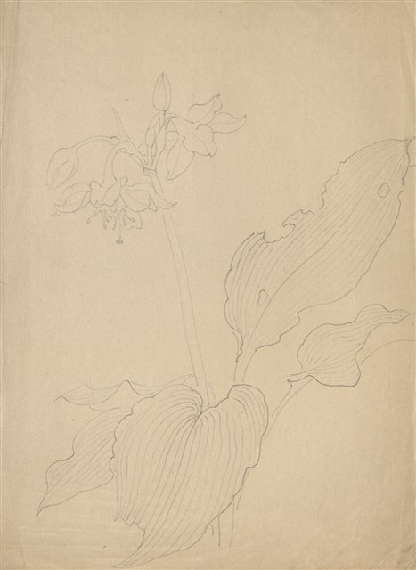 藏品:(1)玉簪花；(2)絲瓜的(1)張圖片