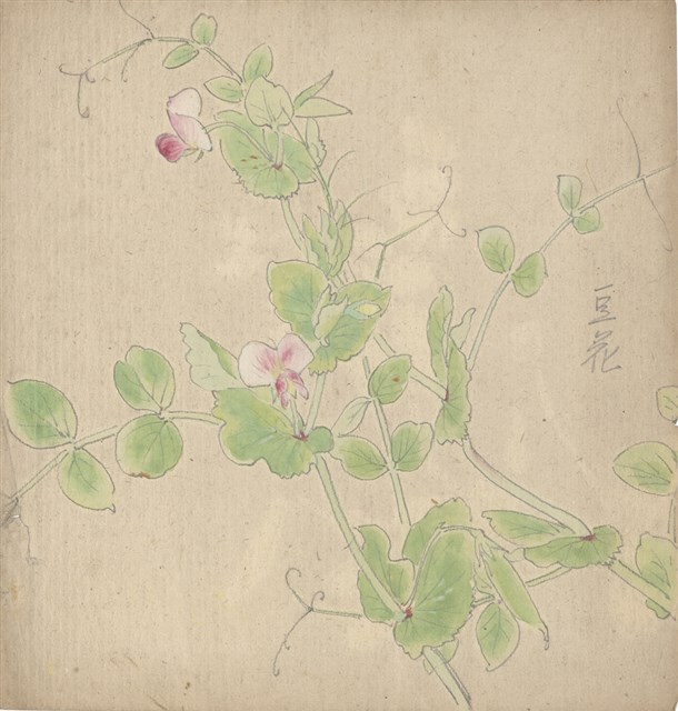 藏品:(1)豆花；(2)豆花的(1)張圖片