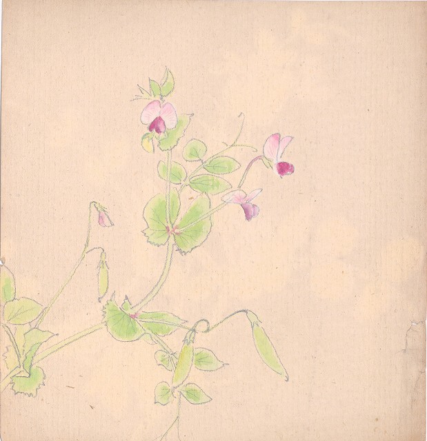 藏品:(1)豆花；(2)豆花的(3)張圖片