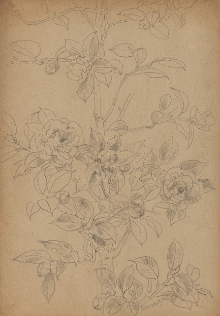 藏品:茶花的(1)張圖片