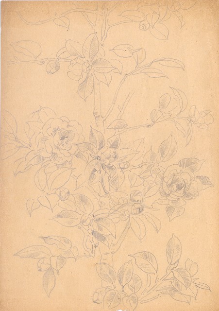 藏品:茶花的(1)張圖片