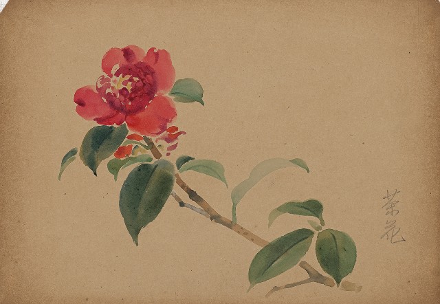 藏品:茶花的(1)張圖片