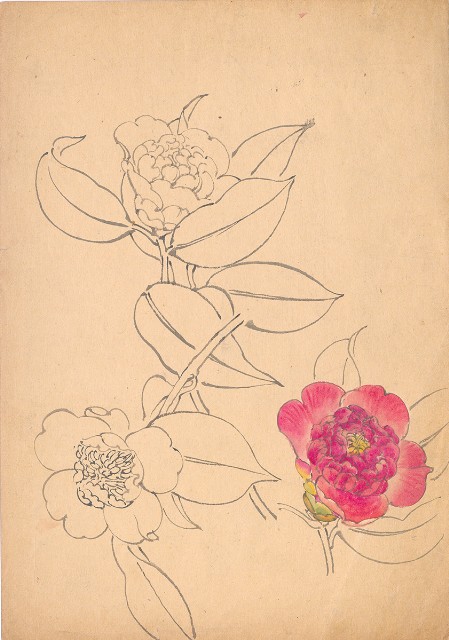 藏品:(1)茶花；(2)斑鳩的(2)張圖片