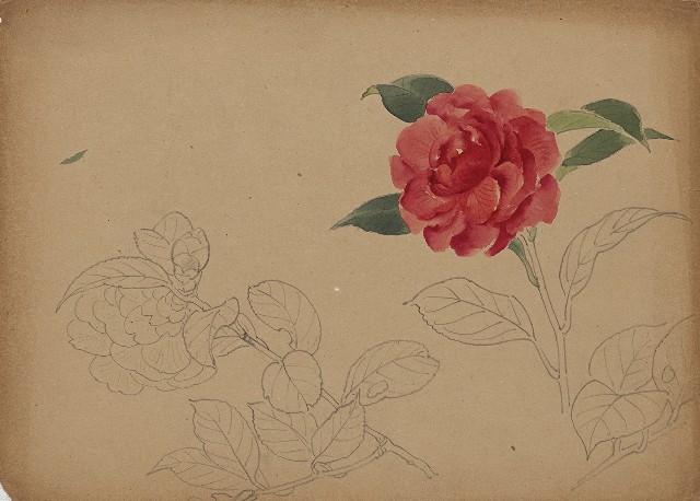 藏品:茶花的(1)張圖片