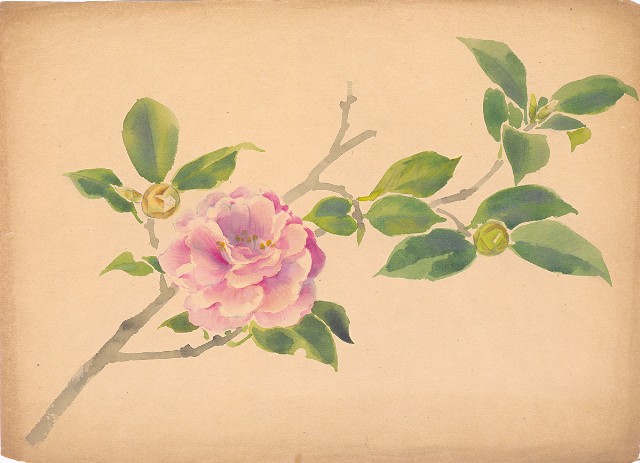 藏品:茶花的(1)張圖片