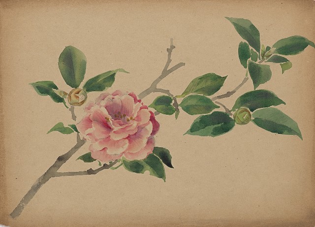 藏品:茶花的(1)張圖片