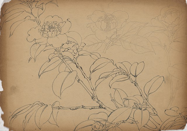 藏品:茶花的(1)張圖片