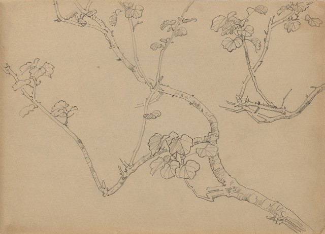 藏品:樹的(1)張圖片