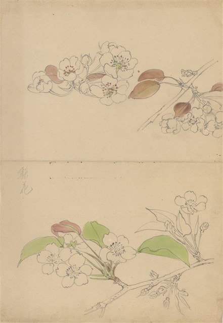 藏品:(1)梨花；(2)模特兒的(1)張圖片