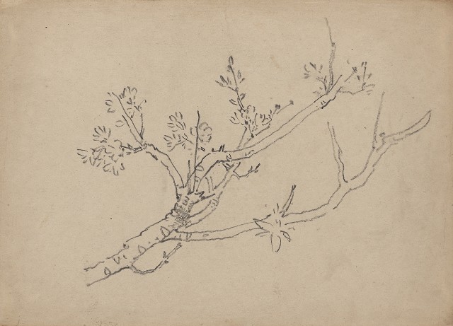 藏品:櫻花樹的(1)張圖片