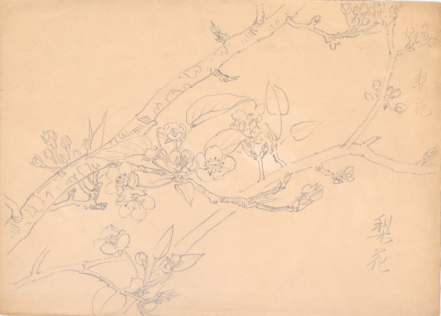 藏品:梨花的(1)張圖片