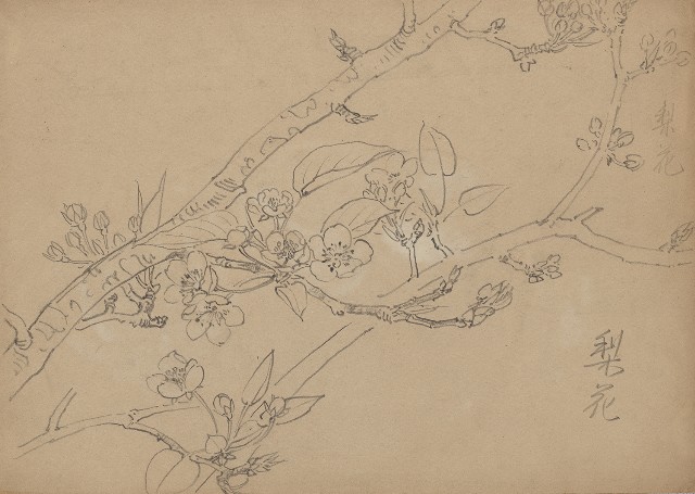 藏品:梨花的(1)張圖片