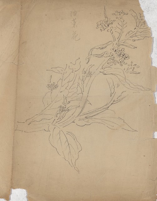 藏品:油菜花的(1)張圖片