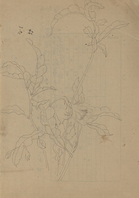 藏品:曇花的(1)張圖片