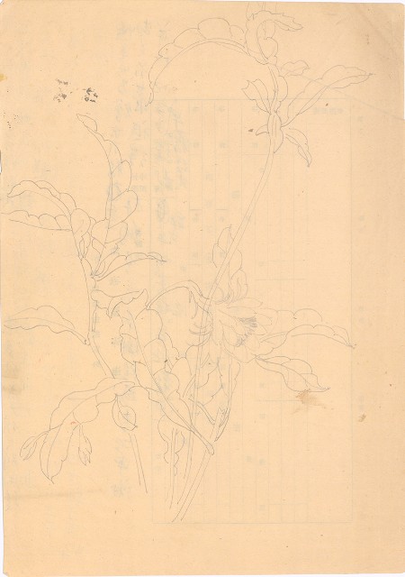 藏品:曇花的(1)張圖片