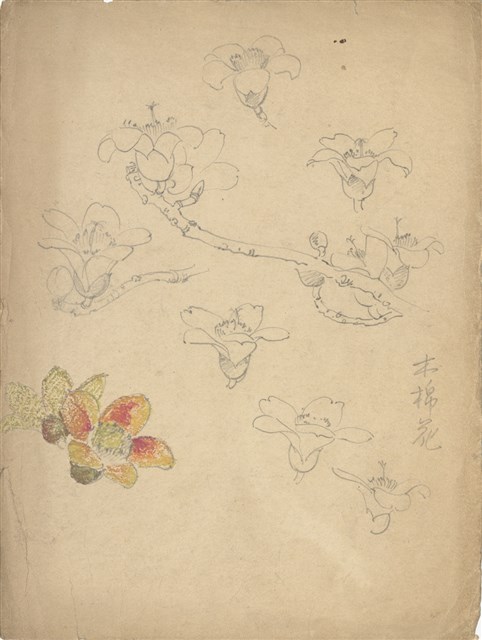 藏品:(1)木棉；(2)木棉花的(1)張圖片