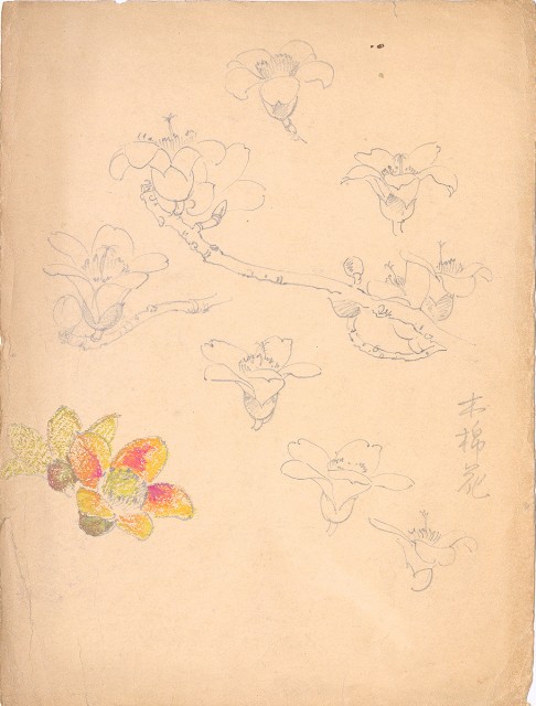 藏品:(1)木棉；(2)木棉花的(2)張圖片