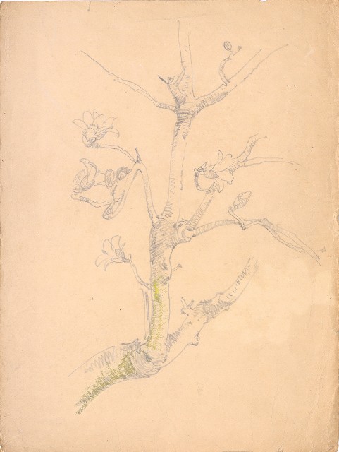 藏品:(1)木棉；(2)木棉花的(3)張圖片