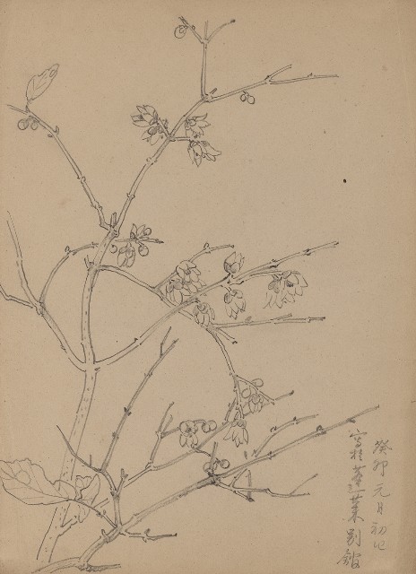 藏品:花的(1)張圖片