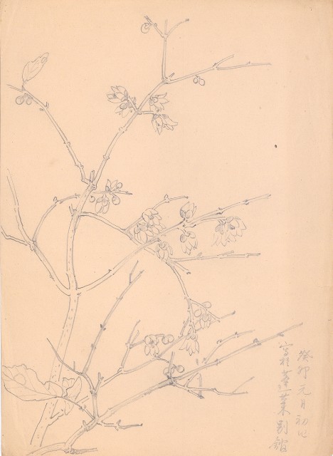 藏品:花的(1)張圖片