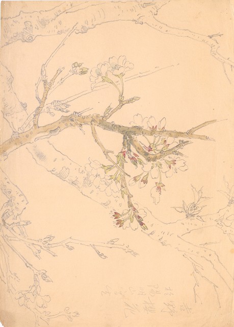 藏品:吉野櫻花的(1)張圖片