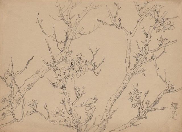 藏品:櫻花的(1)張圖片