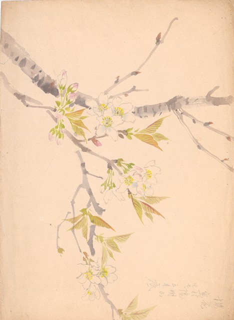 藏品:櫻花的(1)張圖片