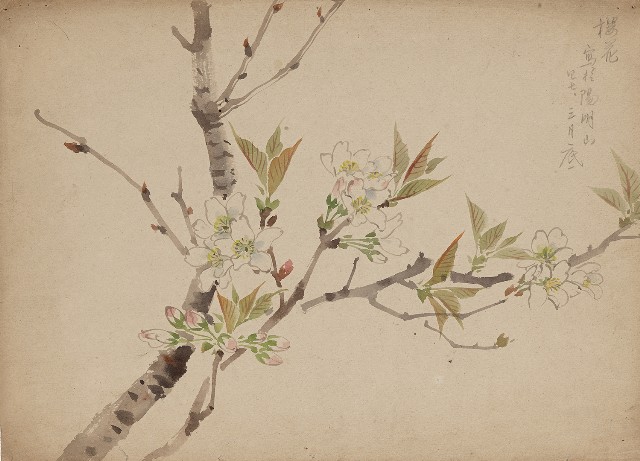 藏品:櫻花的(1)張圖片