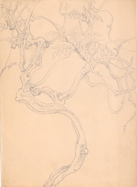 藏品:紫藤樹的(1)張圖片