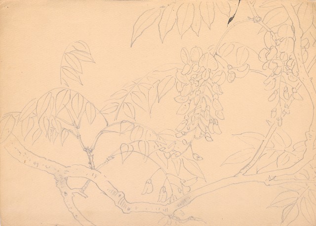 藏品:紫藤花的(1)張圖片