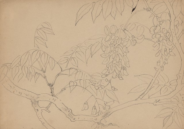 藏品:紫藤花的(1)張圖片