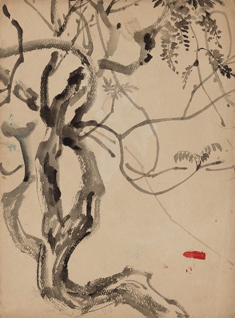 藏品:紫藤樹的(1)張圖片
