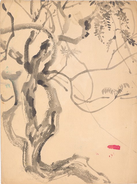 藏品:紫藤樹的(1)張圖片