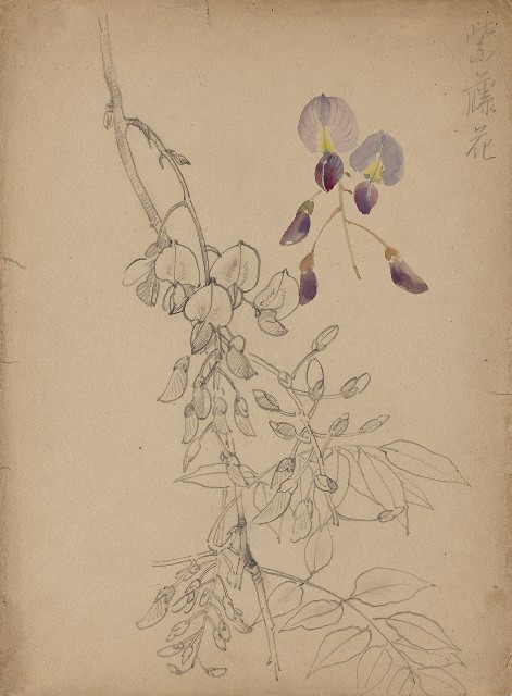 藏品:紫藤花的(1)張圖片