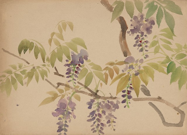 藏品:紫藤花的(1)張圖片