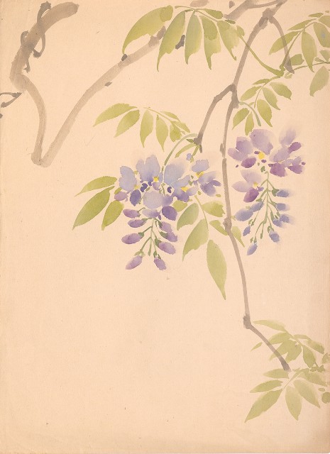 藏品:紫藤花的(1)張圖片