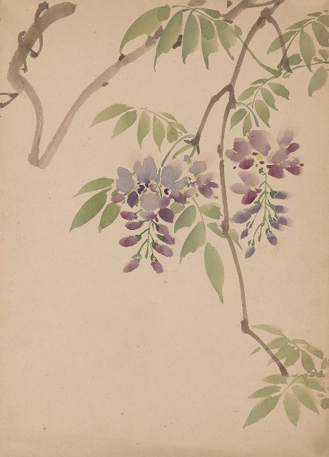 藏品:紫藤花的(1)張圖片