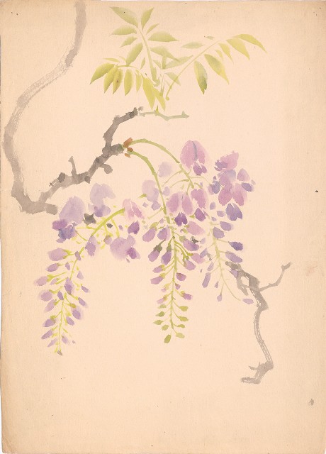 藏品:紫藤樹的(1)張圖片