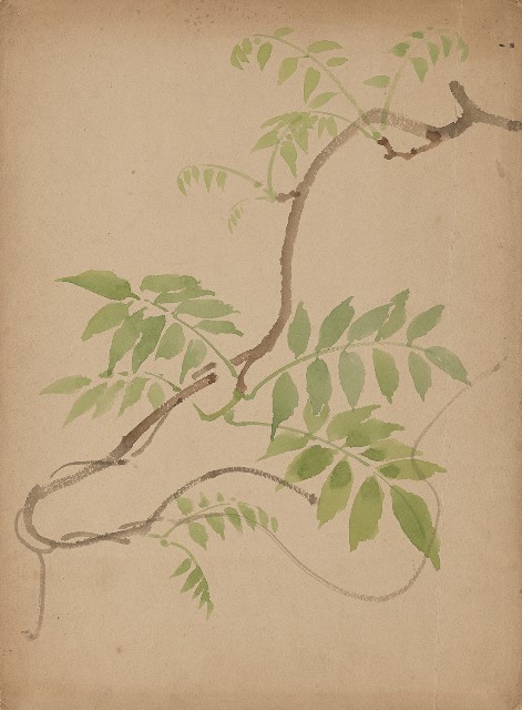 藏品:紫藤花的(1)張圖片