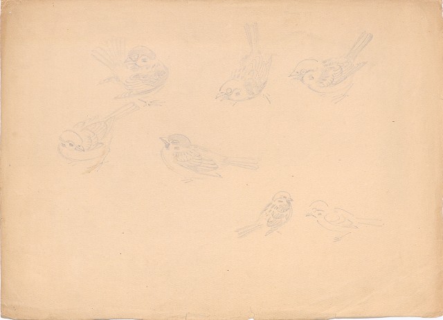 藏品:(1)紫藤花；(2)麻雀各姿態的(3)張圖片