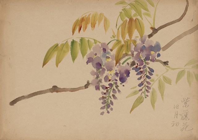 藏品:紫藤花的(1)張圖片