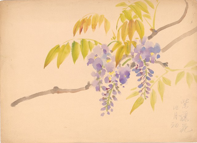 藏品:紫藤花的(1)張圖片