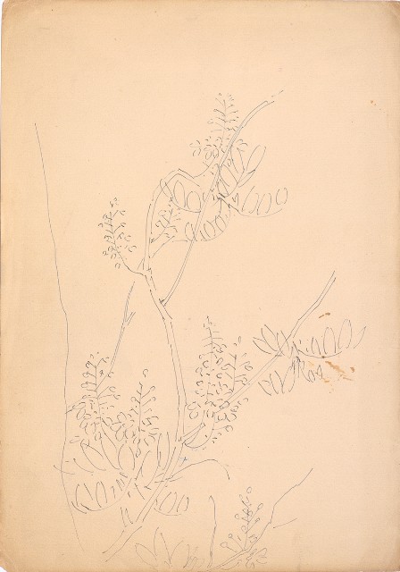 藏品:紫藤花的(1)張圖片